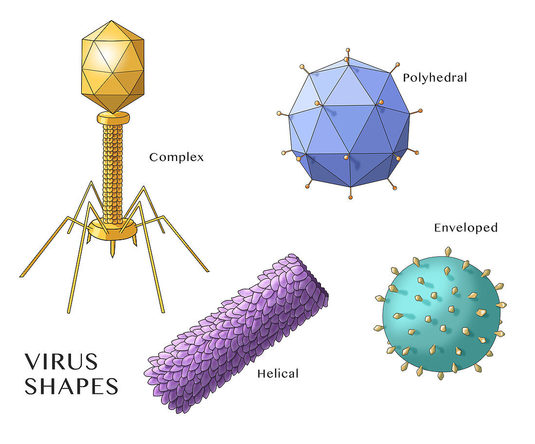 Virus Shapes, Illustration