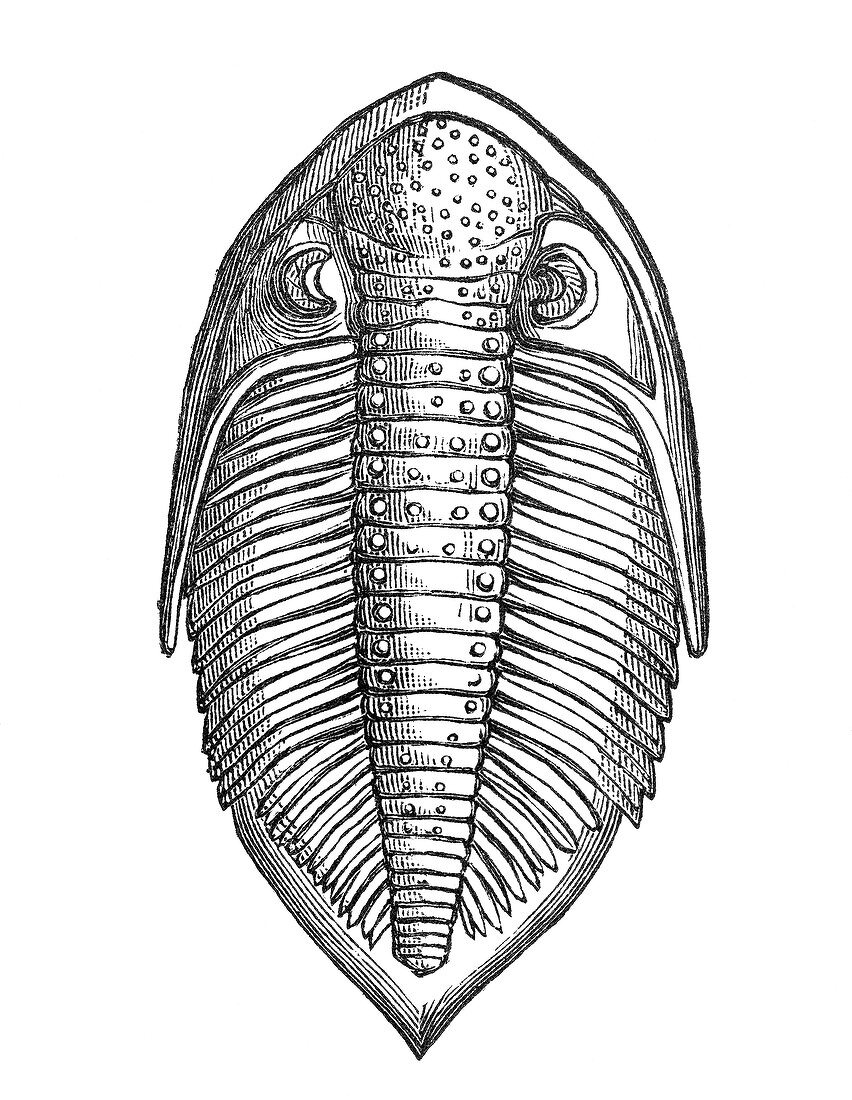 Asaphus Trilobite