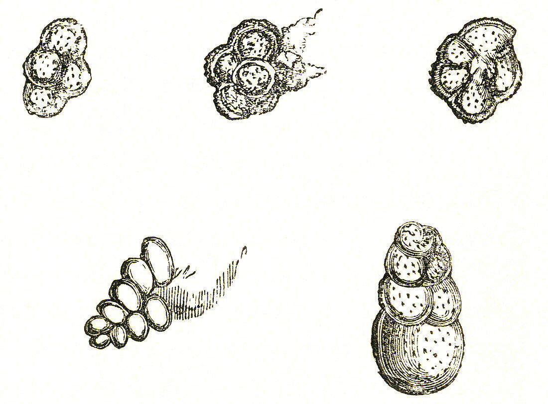Foraminifera Fossils