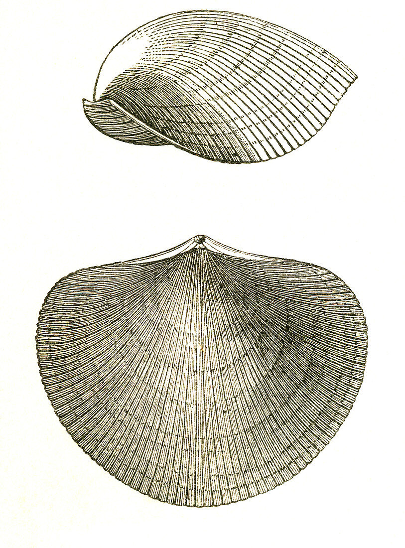Devonian Brachiopod