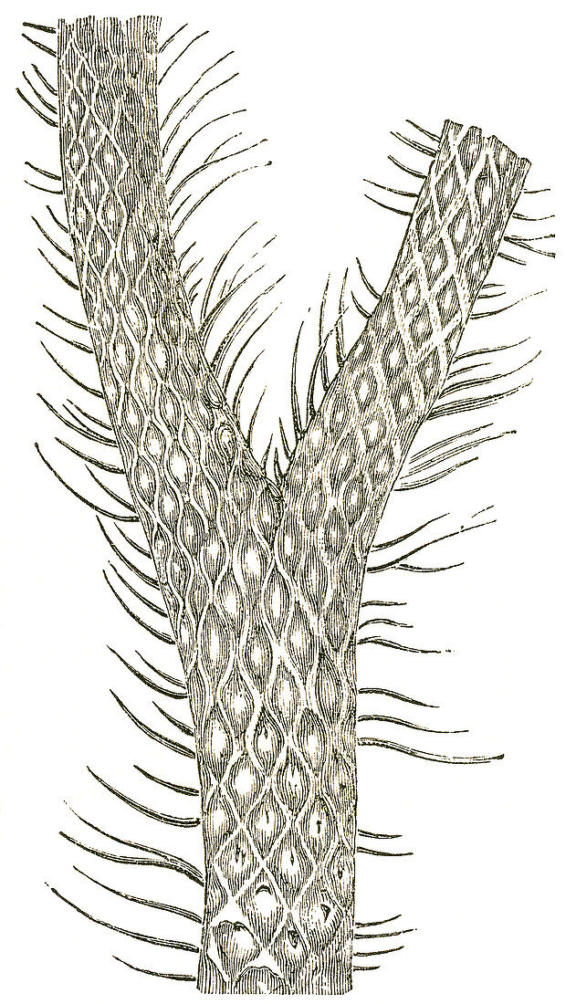Lepidodendron Branch