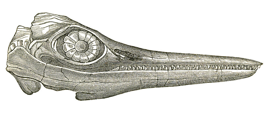 Ichthyosaurus Skull
