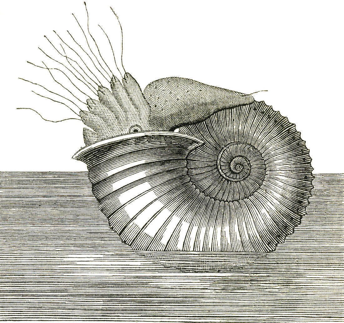 Jurassic Ammonite
