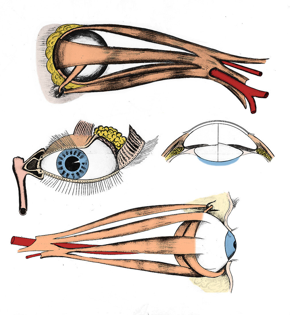 Muscles of Eye, Illustration