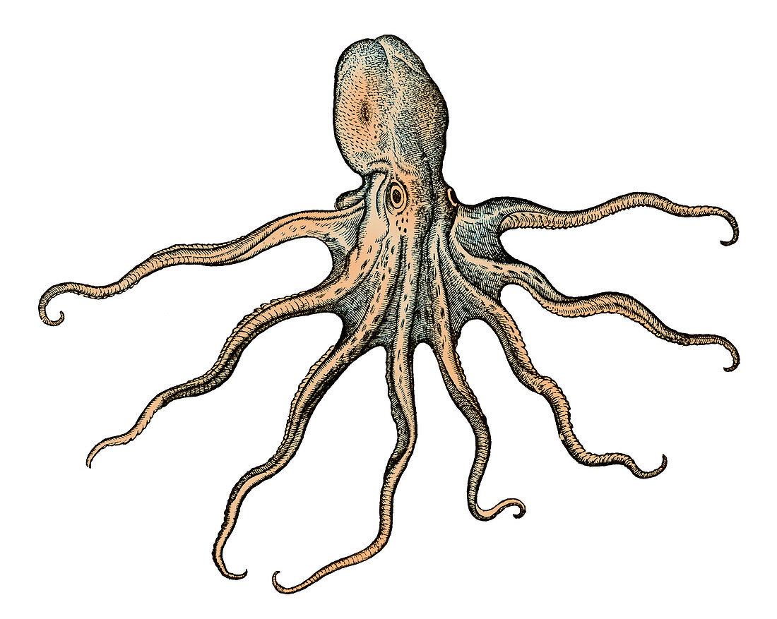 Octopus, Historiae Animalium, 16th Century