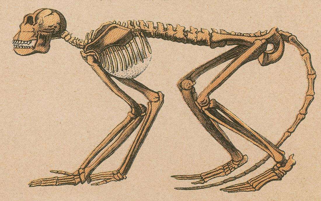 Ancient Monkey, Mesopithecus pentelicus