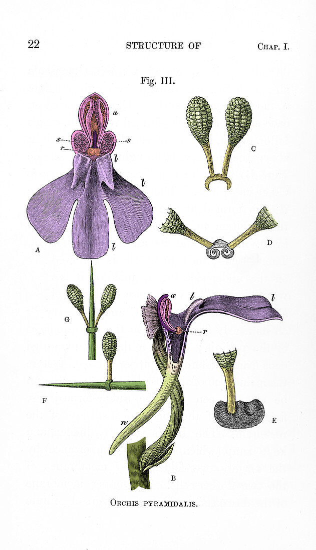 Darwin's Orchis Pyramidalis, Illustration