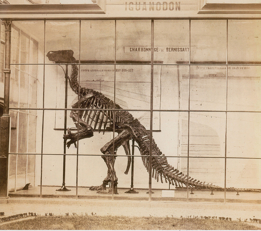 Iguanodon Skeleton, Mesozoic Dinosaur