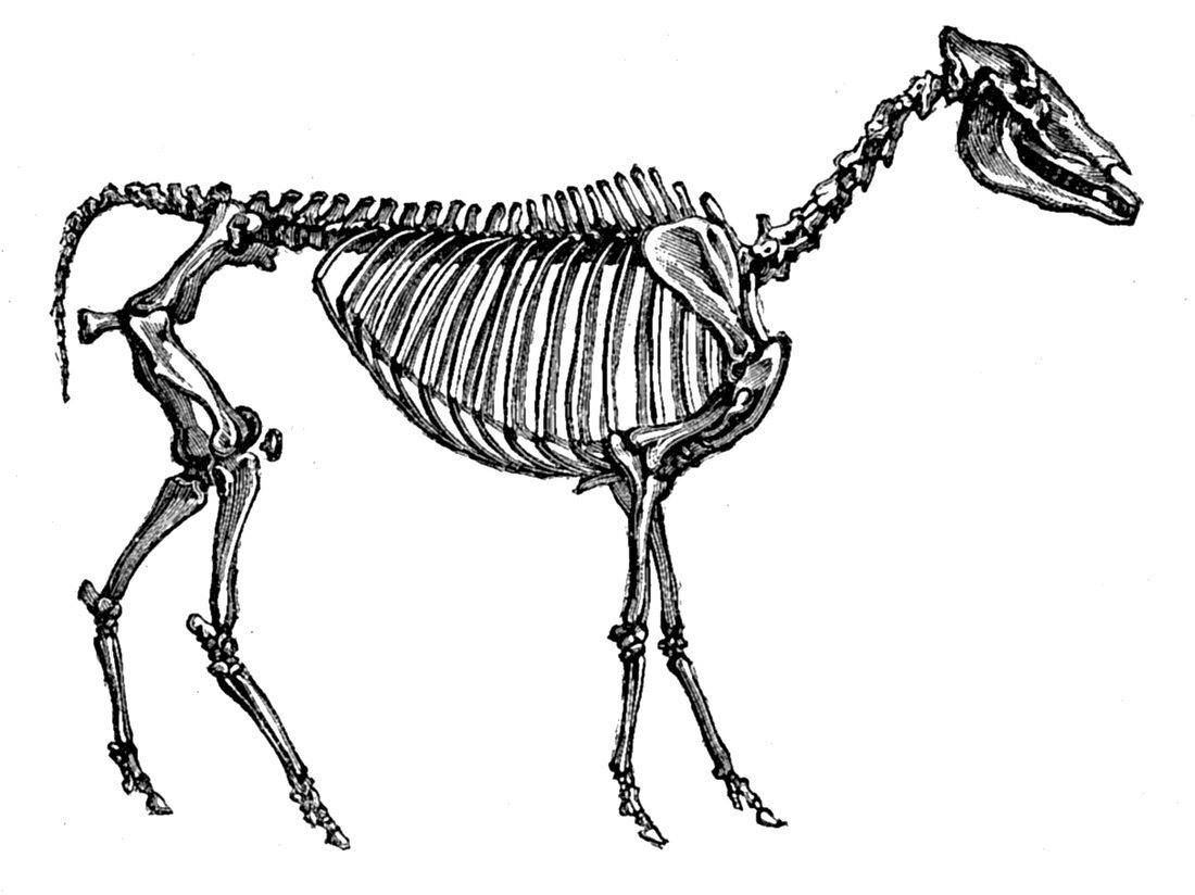 Hipparion, Cenozoic Mammal