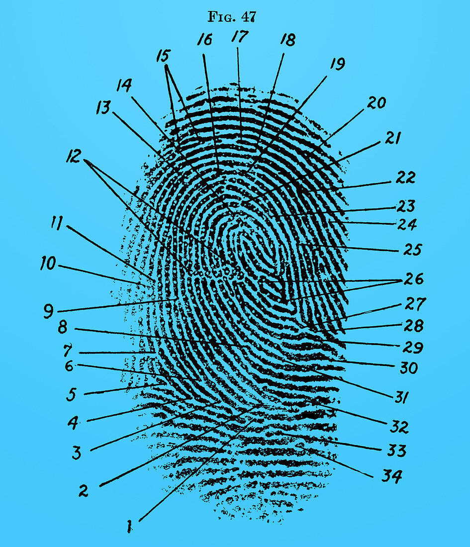 Fingerprint Diagram, 1940