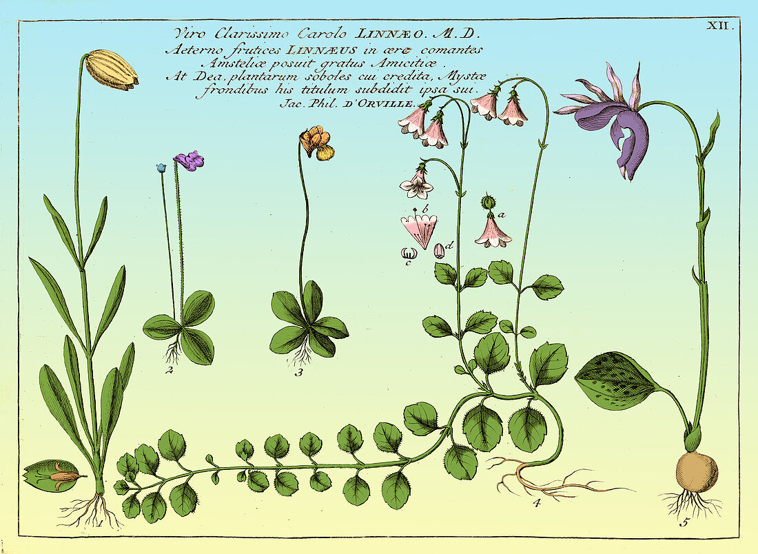 Linnaea Borealis, Linnaeus's Favorite Flower