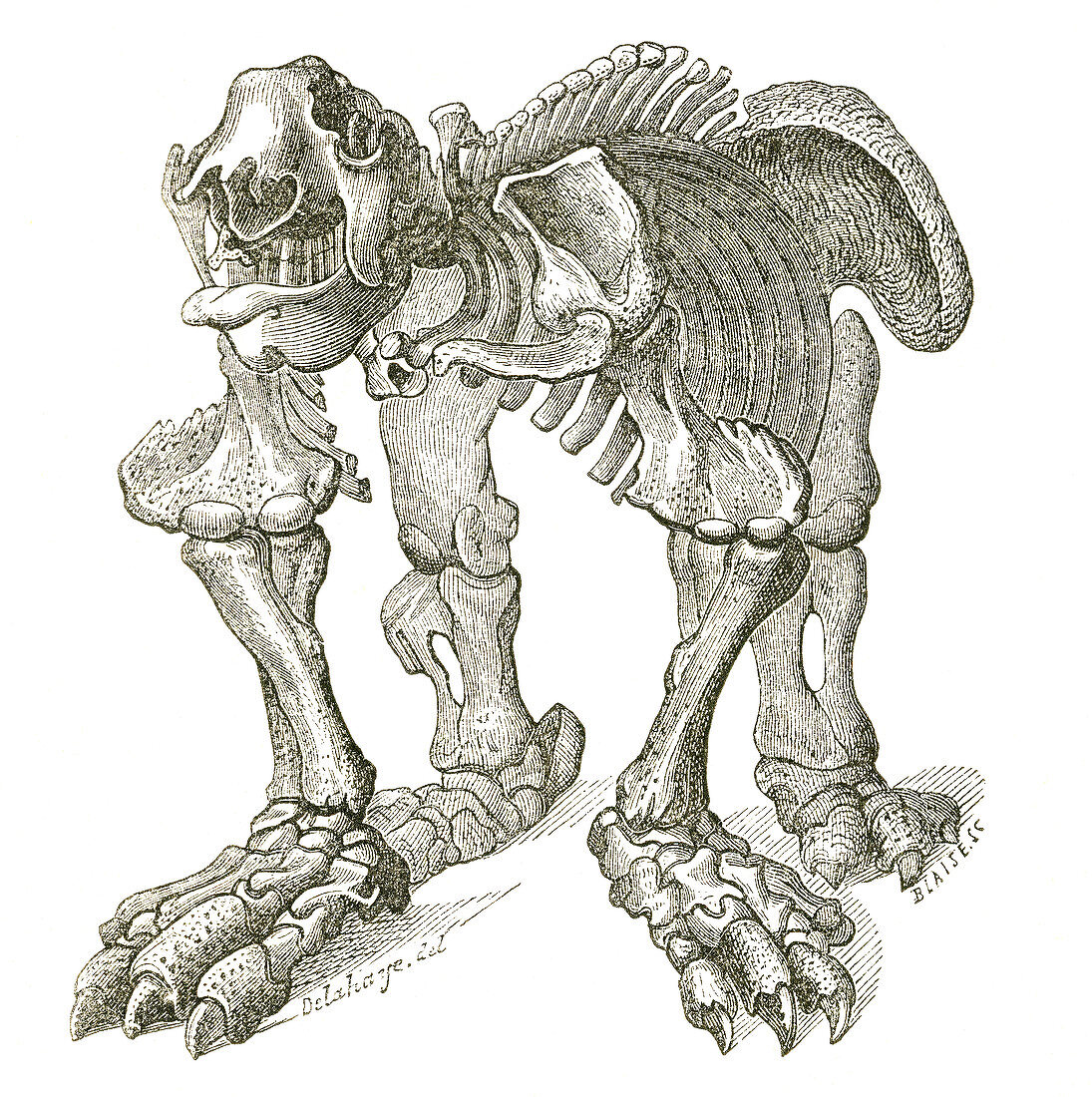 Megatherium, Cenozoic Mammal