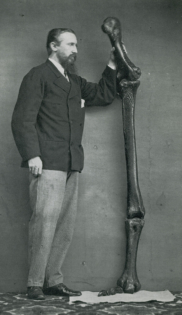 Leg Bones of Australian Dinornis, 1872
