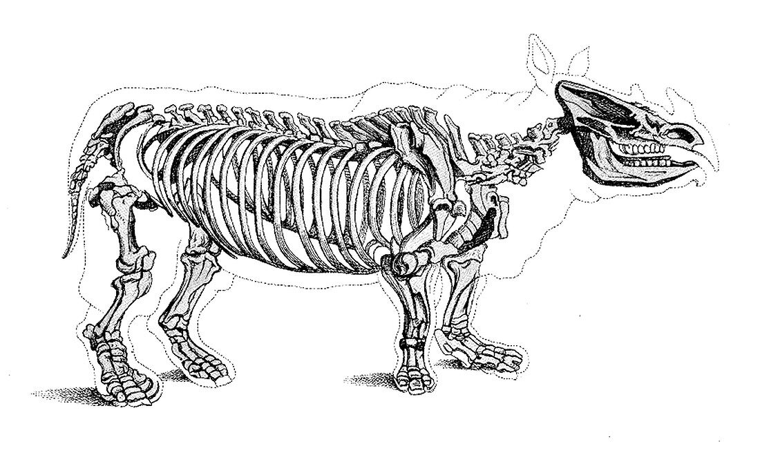 Rhinoceros, Extant Cenozoic Mammal