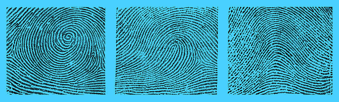 Whorl, Loop, and Arch Fingerprints