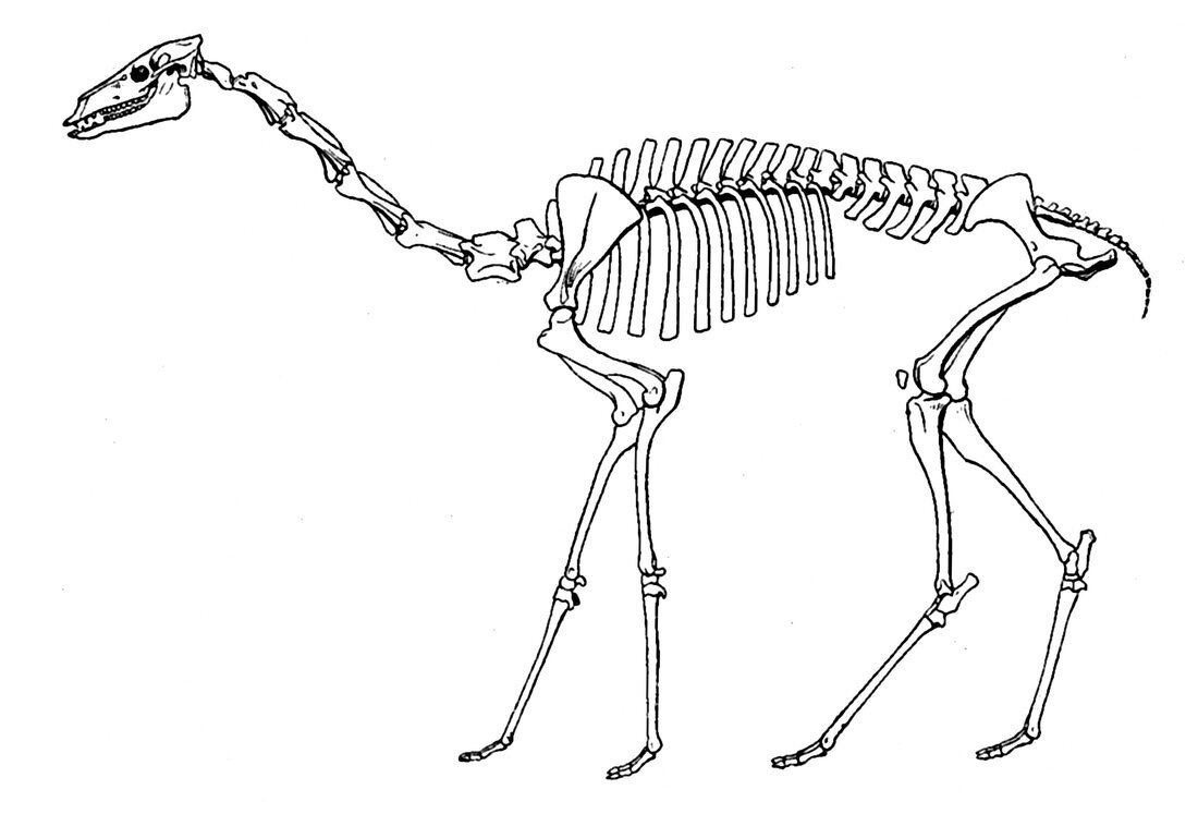 Oxydactylus, Cenozoic Mammal
