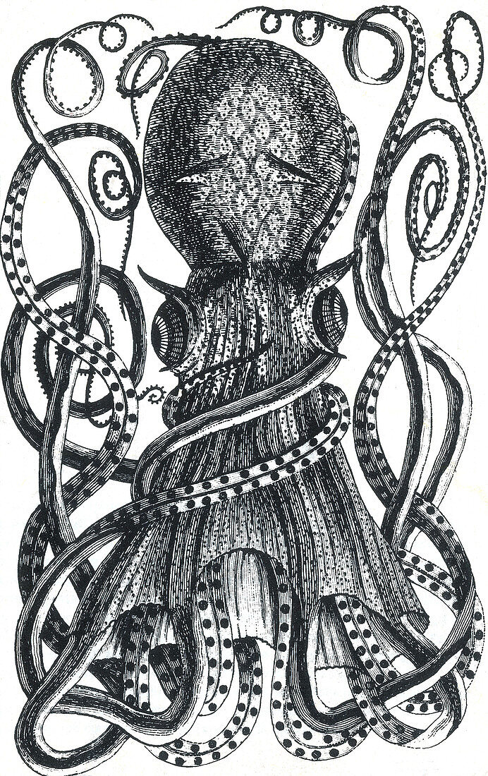 Octopus, 18th Century