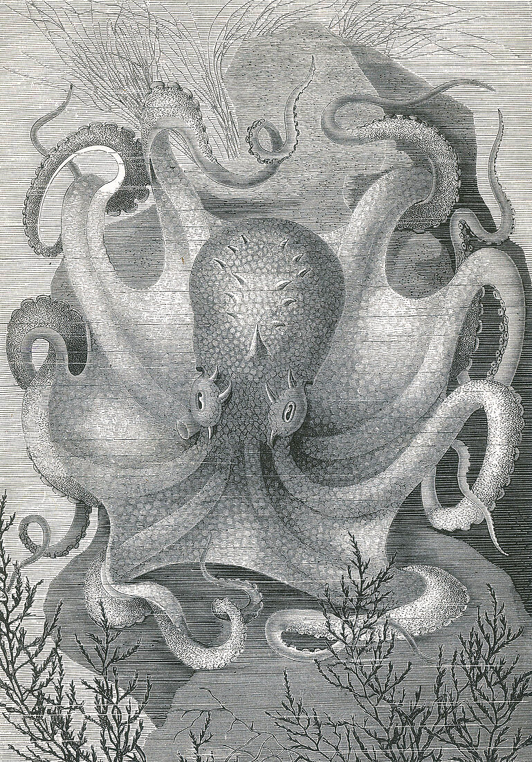 Octopus, 1878