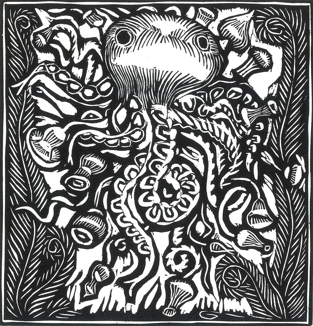 Octopus, 20th Century