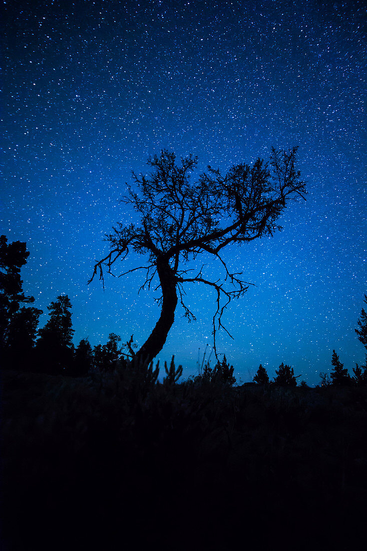 Stars and Small Tree, Oregon