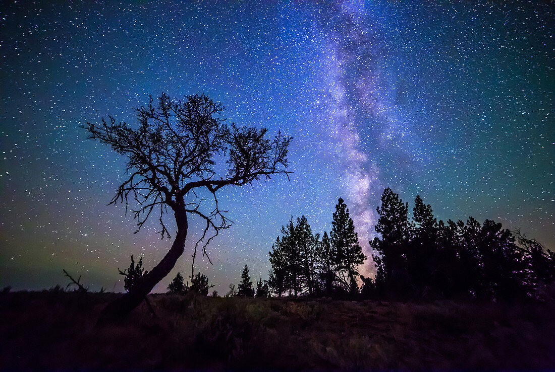 Milky Way and Small Tree, Central OR