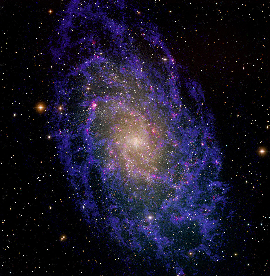 Triangulum Galaxy, M33, NGC 598