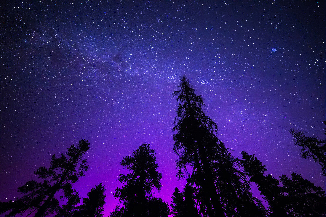 Milky Way Aurora and Pines