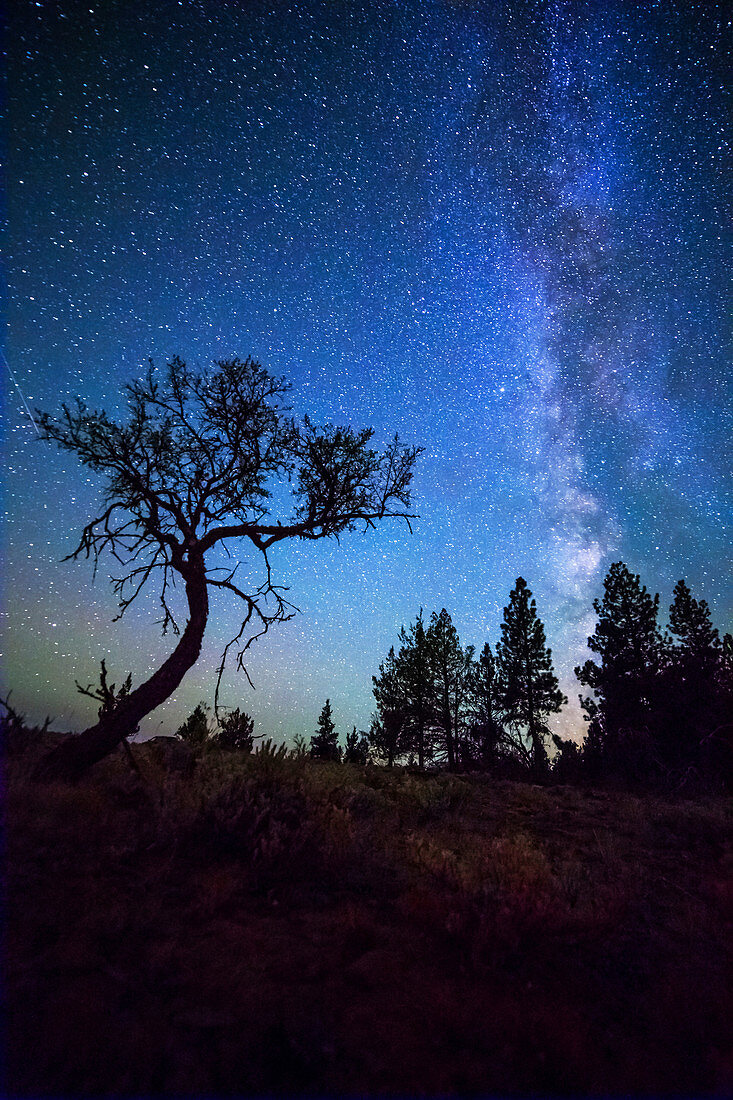Milky Way and Small Tree Central OR 2