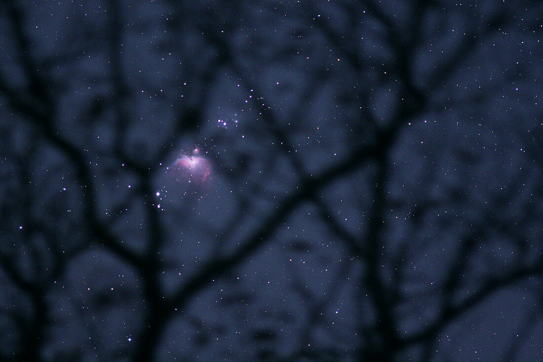 Orion Nebula, M42, through Tree Branches