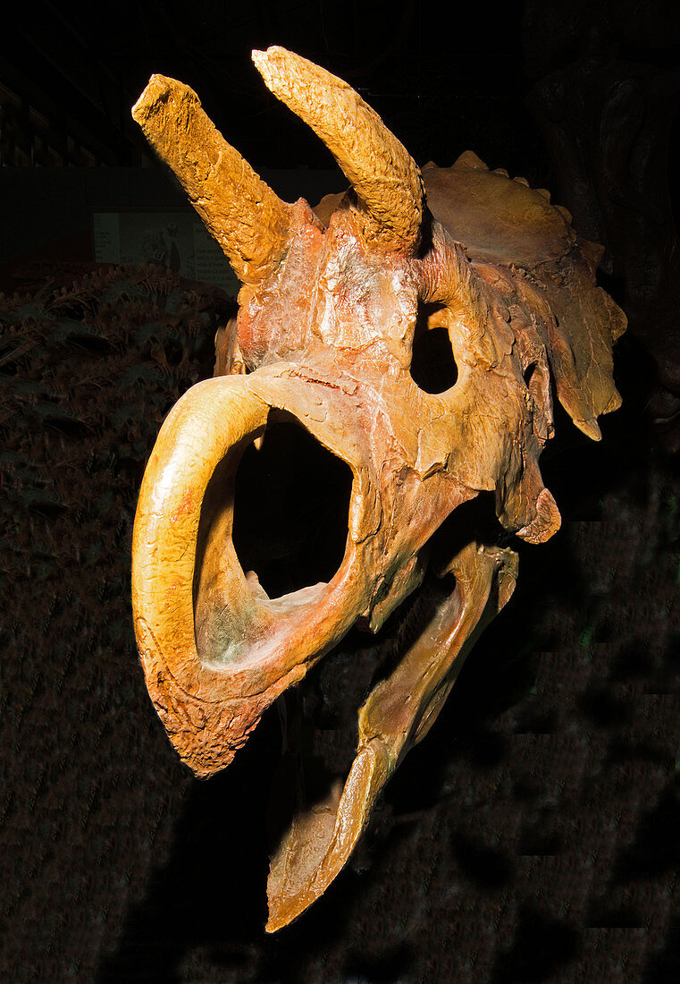 Centrosaurine Ceratopsian Dinosaur Skull Fossil