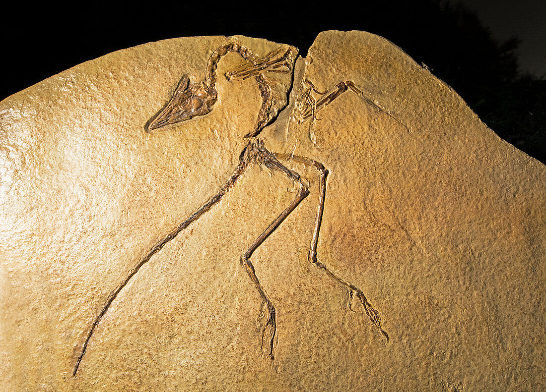 Archaeopteryx Lithographica Fossil