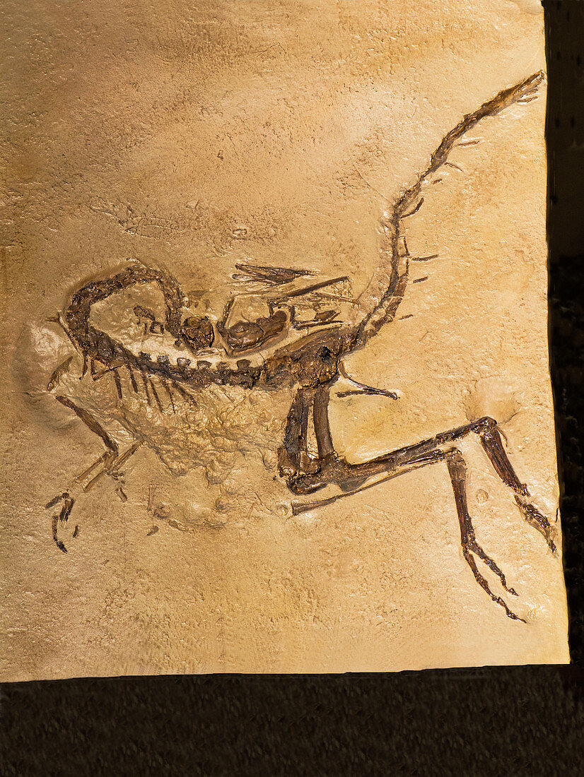 Compsognathus Longipes Dinosaur Fossil