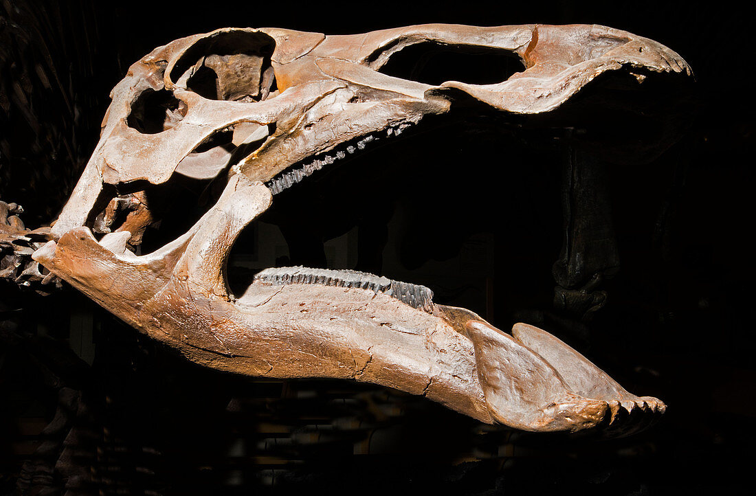 Edmontosaurus Annectens Dinosaur Fossil