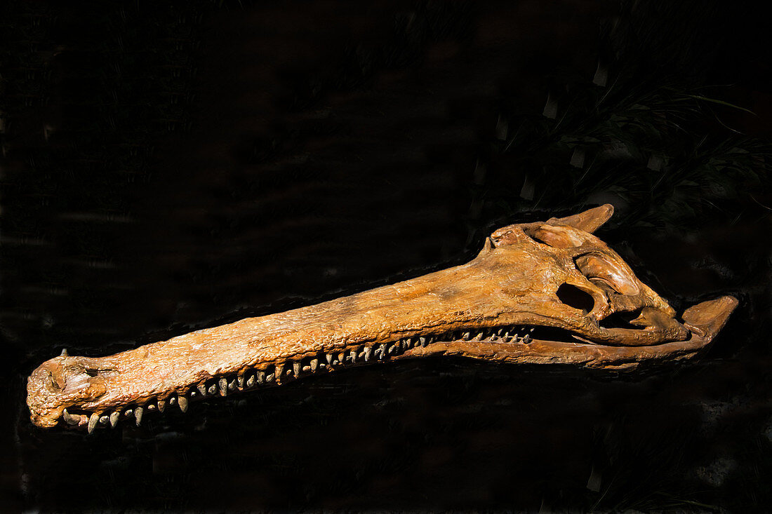 Terminonaris Robusta Skull Fossil