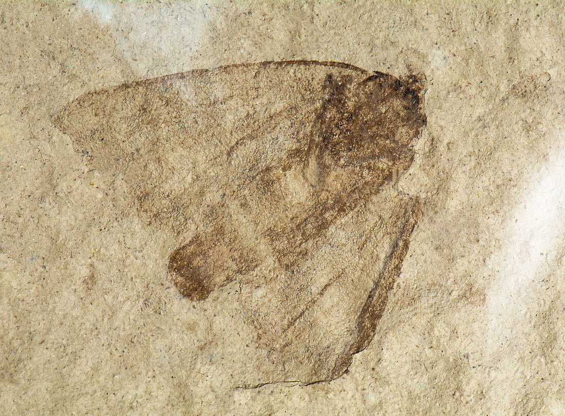 Moth Fossil