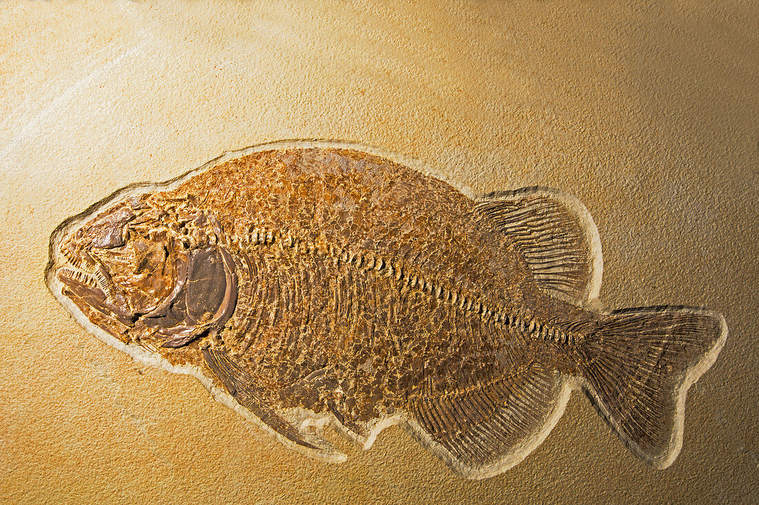 Fossil Fish, Phareodus Encaustus