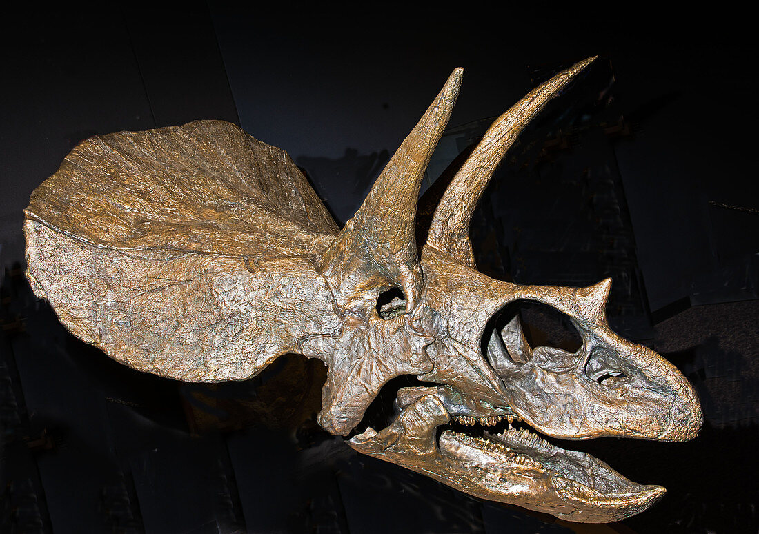 Triceratops Dinosaur Skull