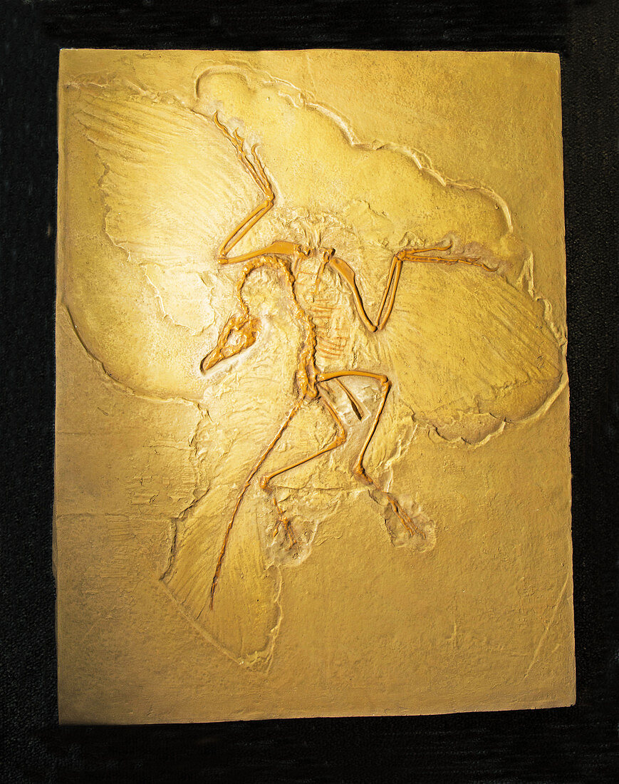 Archaeopteryx Fossil