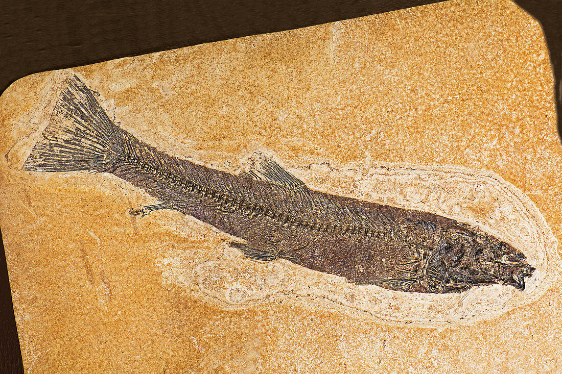 Fish Fossil Notogoneus Osculus
