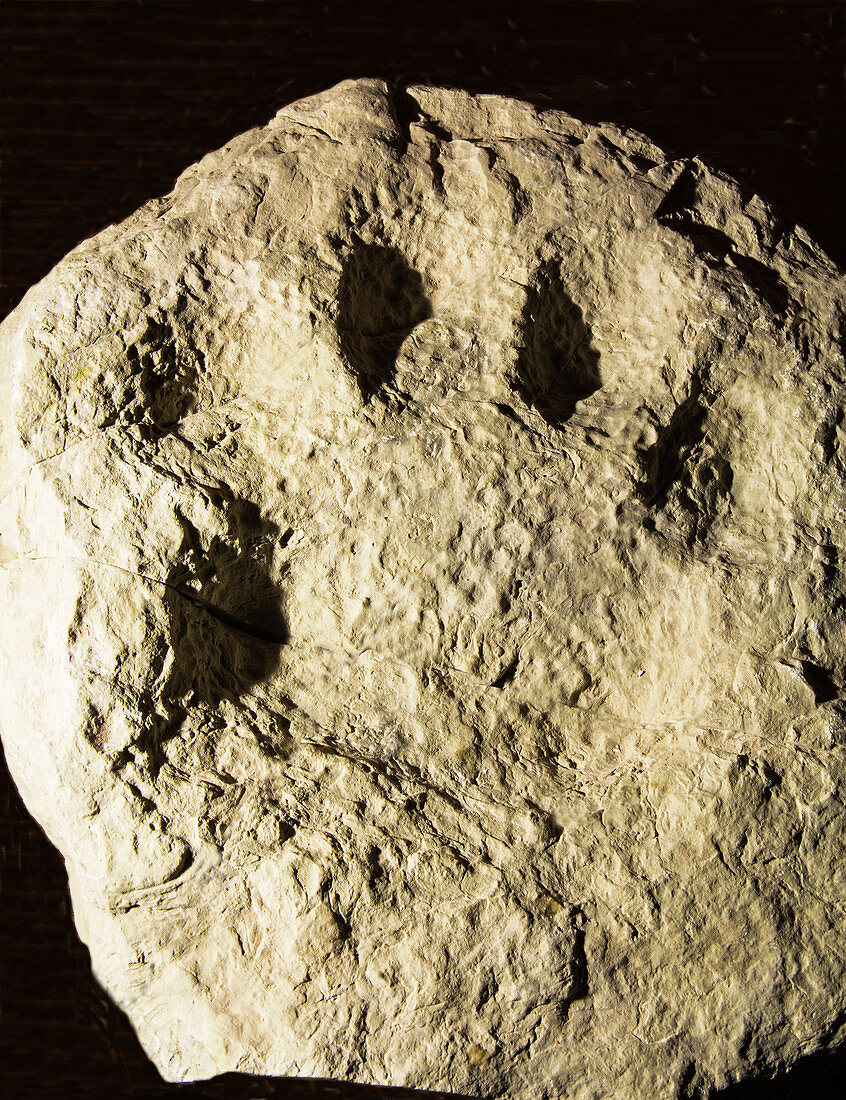 Saber Tooth Cat Paw Print Fossil