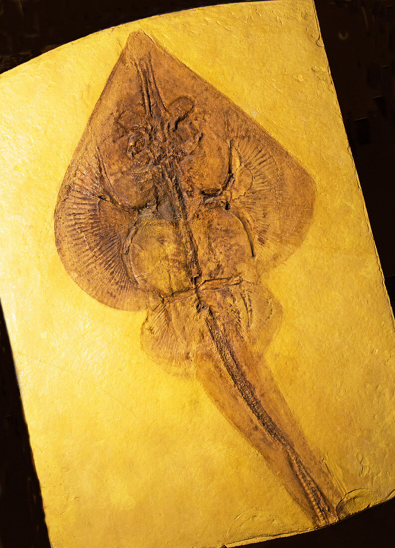 Sting Ray Fossil