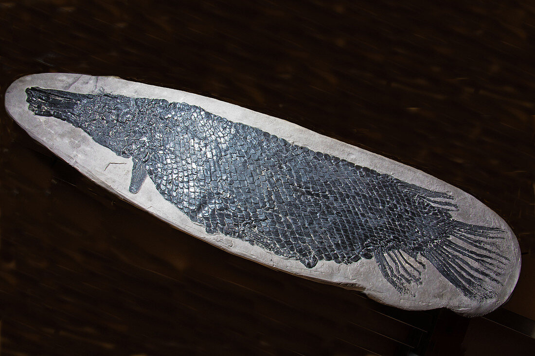 Alligator Gar fish Fossil