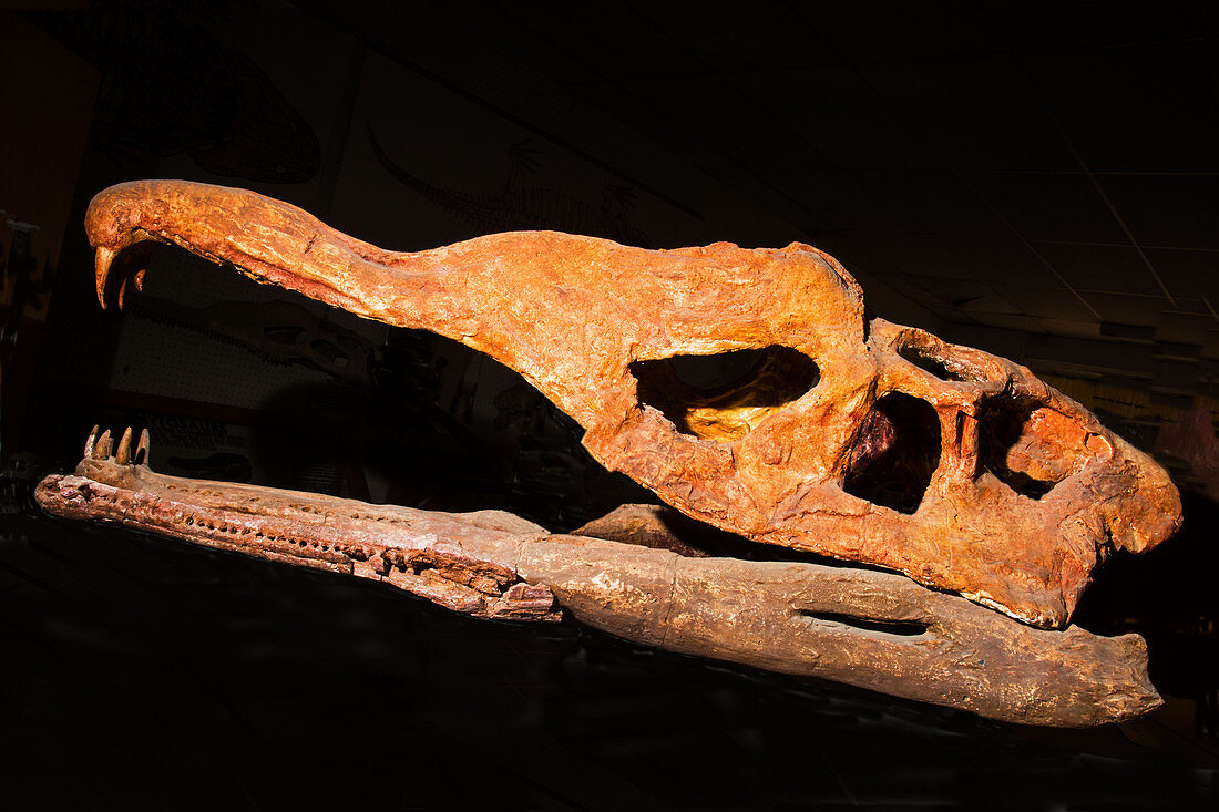 Phytosaur Skull Fossil