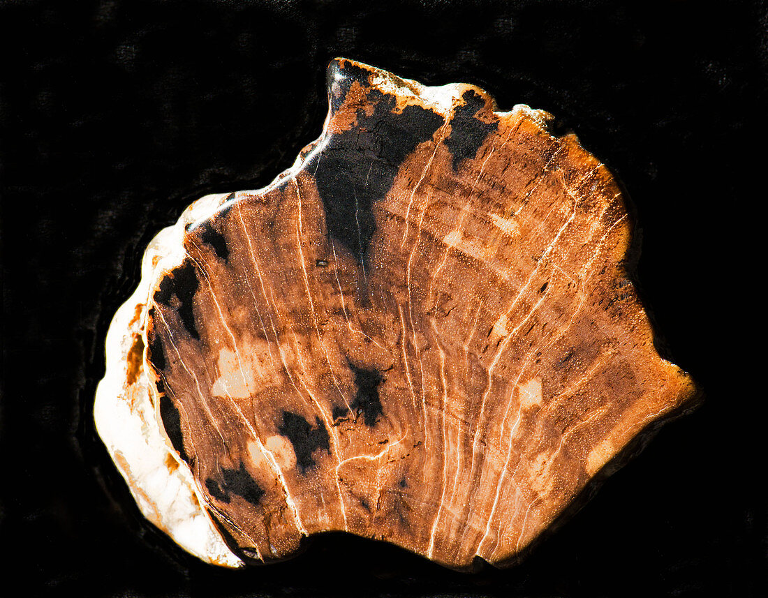 Fossilized Palmwood