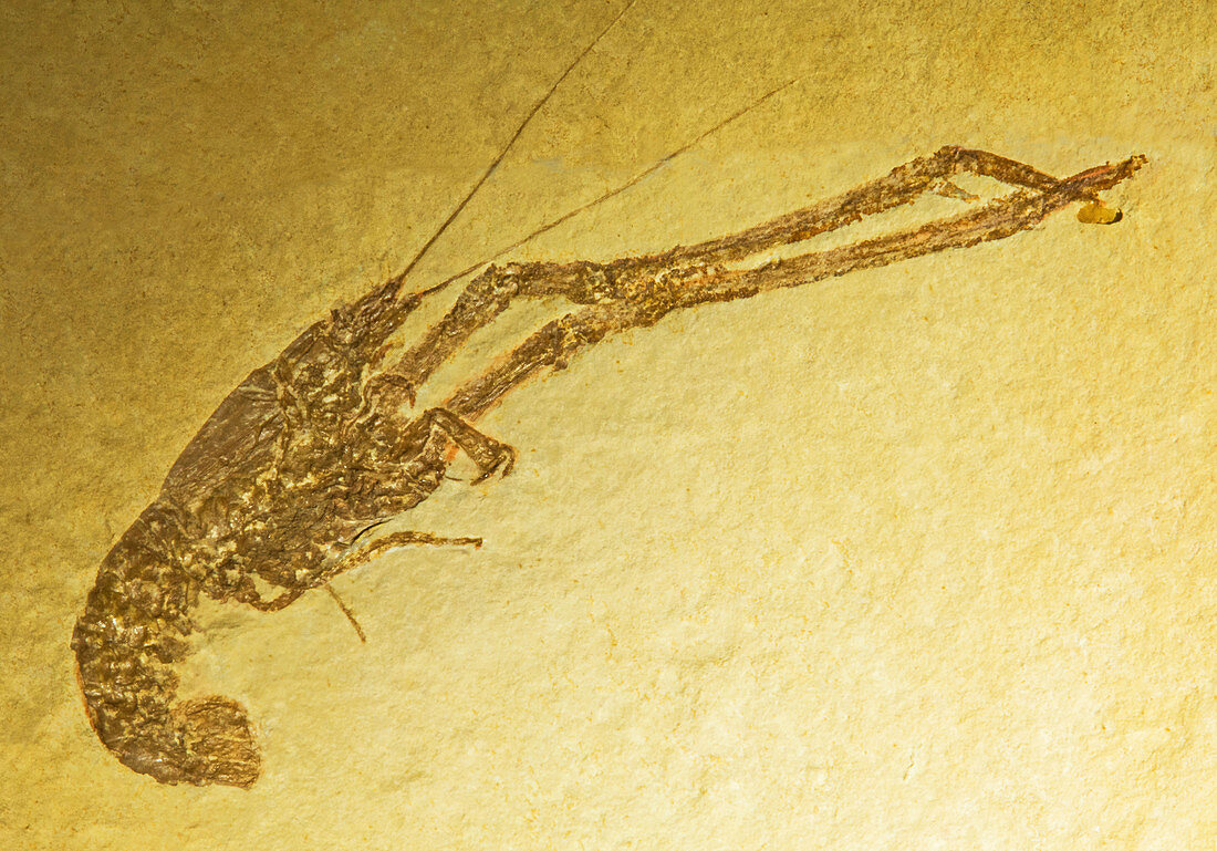 Mecochirus Longimanatus Fossil