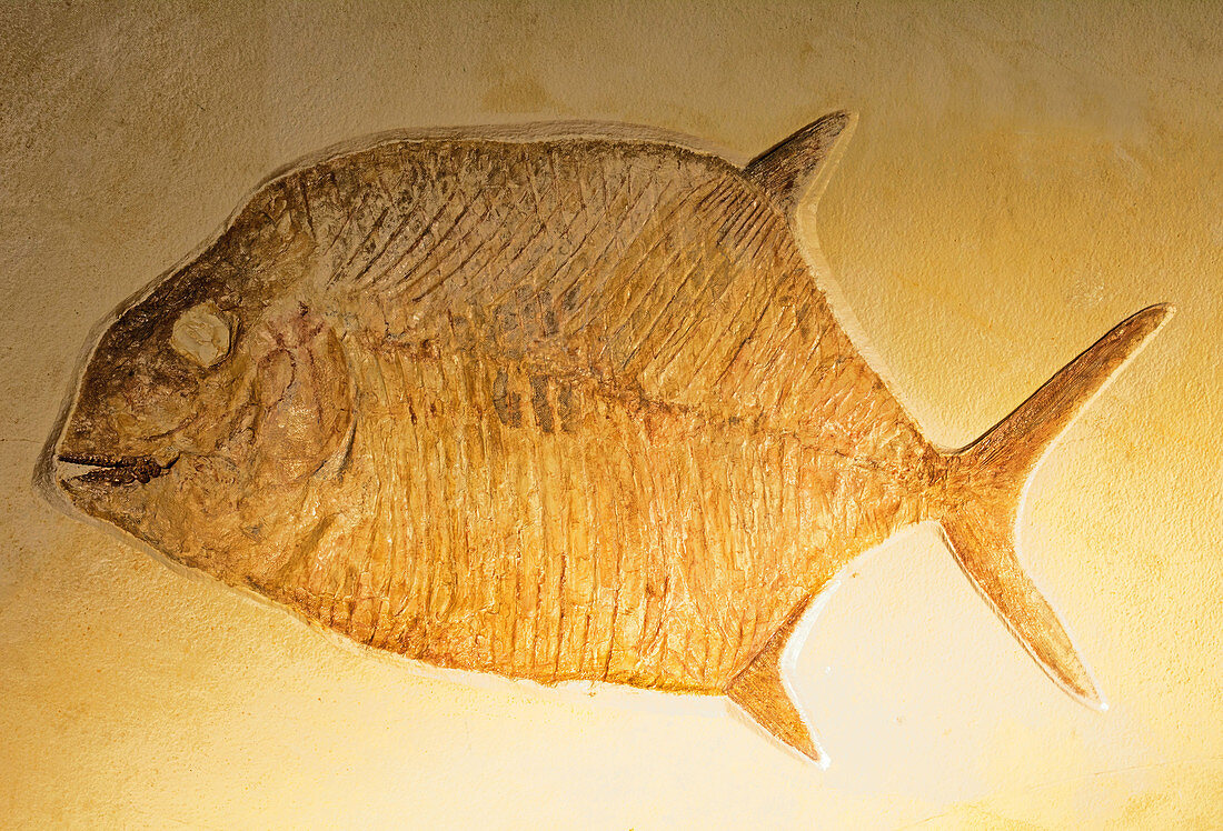 Gyrodus Fish Fossil