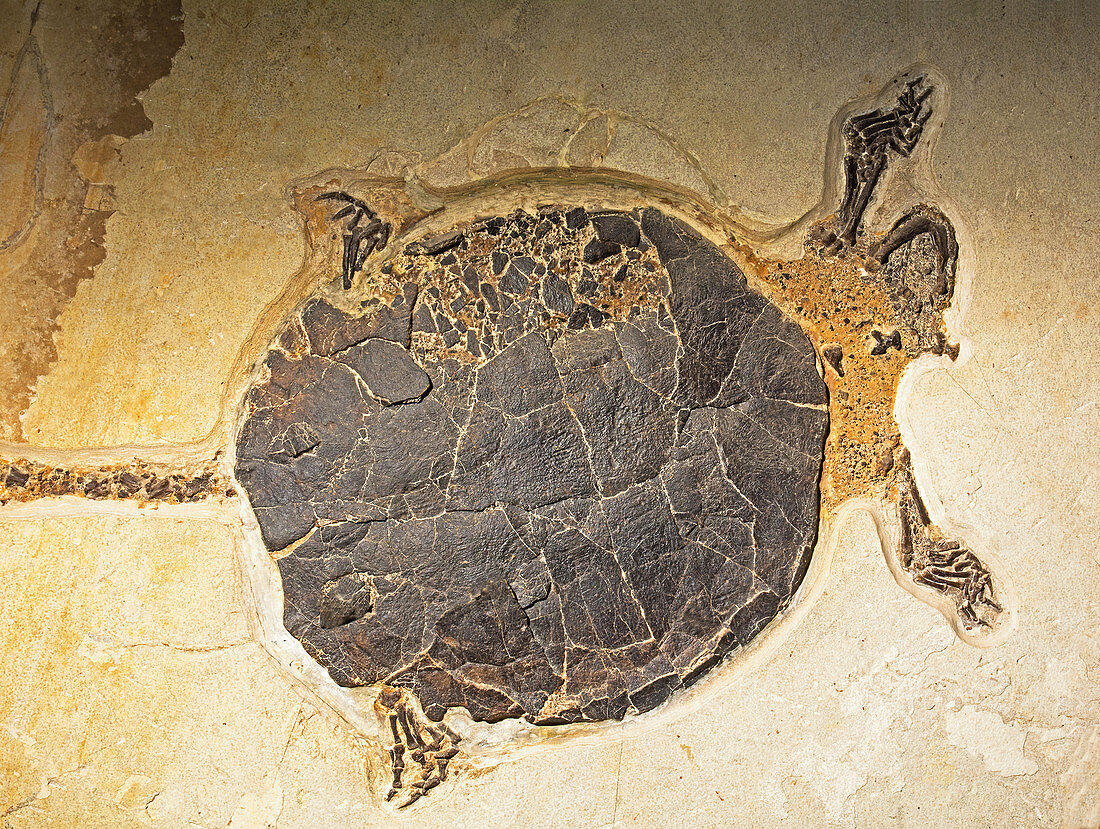 Chisternon Undatum Turtle Fossil