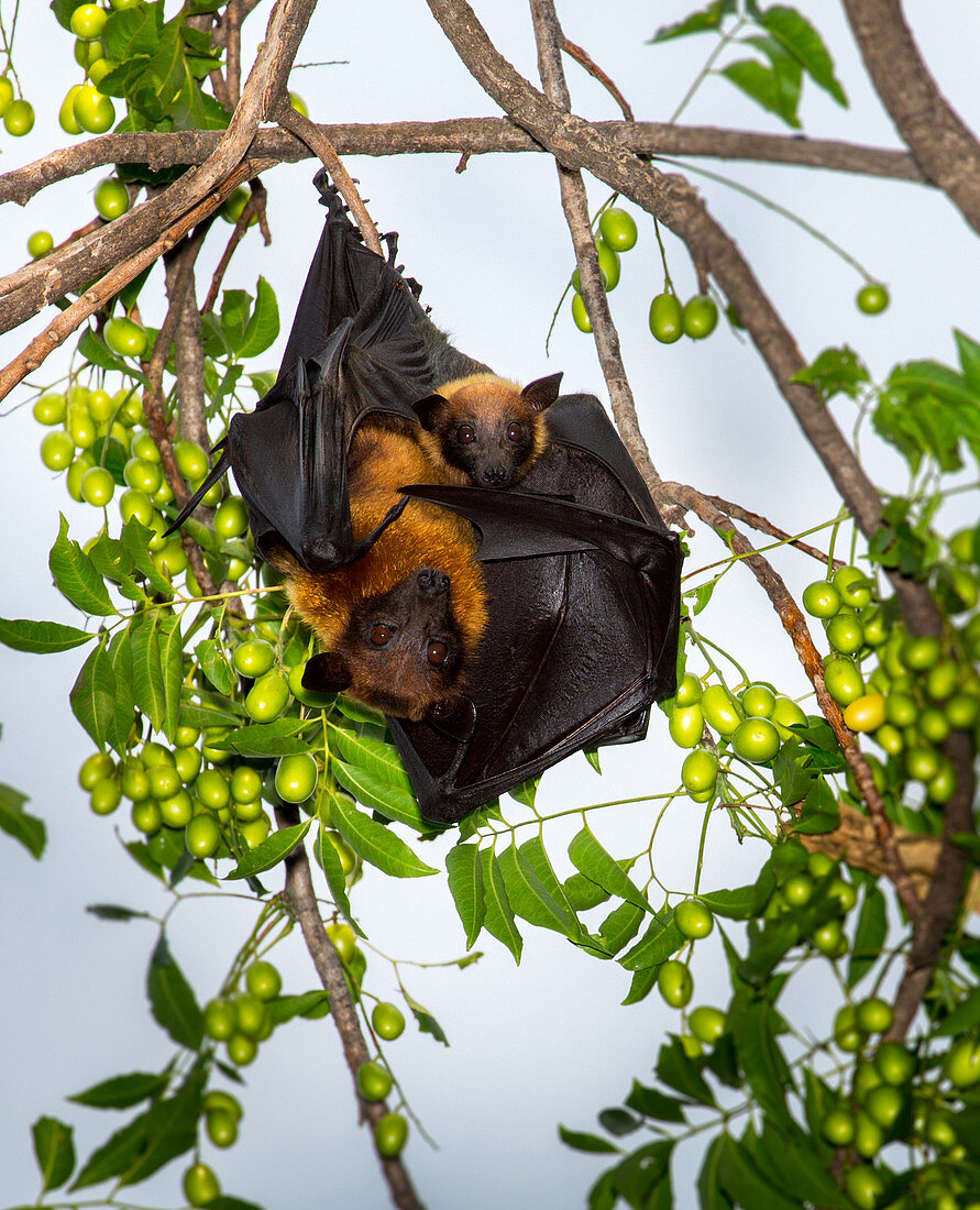 Lyle's flying foxes