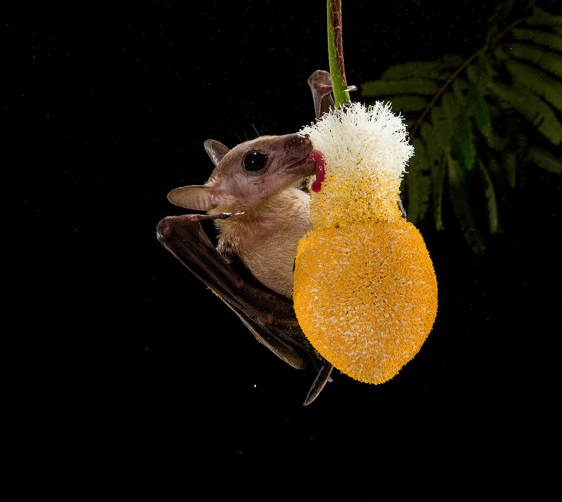 Cave nectar bat pollinates flower