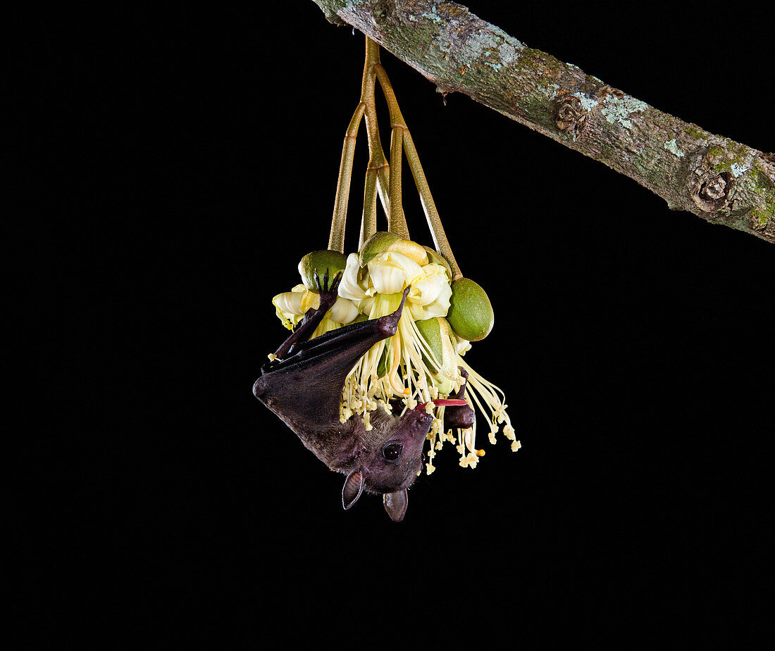 Cave nectar bat at durian flower